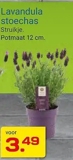 Kluswijs Lavandula Stoechas aanbieding