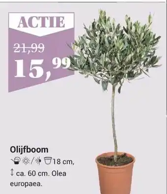 Garden Life Style Olijfboom aanbieding