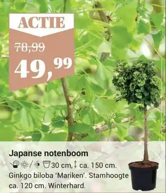 Garden Life Style Japanse Notenboom aanbieding