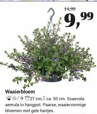 Garden Life Style Waaierbloem aanbieding