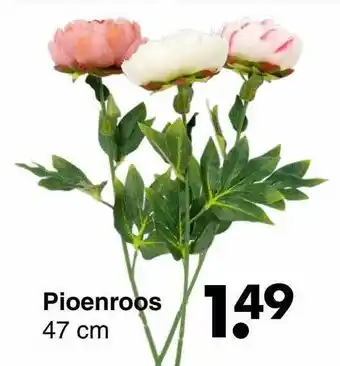 Wibra Pioenroos aanbieding