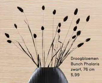 Leen Bakker Droogbloemen bunch phalaris zwart, 76 cm aanbieding