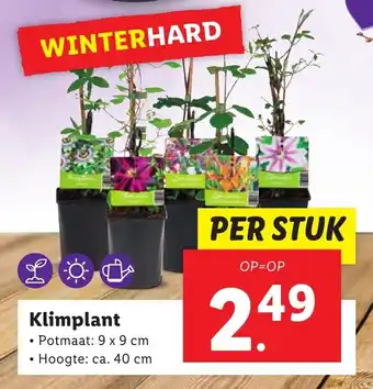 Lidl Klimplant aanbieding