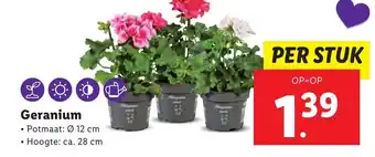 Lidl Geranium aanbieding