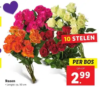 Lidl Rozen 50 cm aanbieding