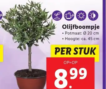 Lidl Olijfboompje aanbieding