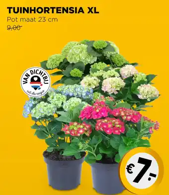 Jumbo TUINHORTENSIA XL aanbieding