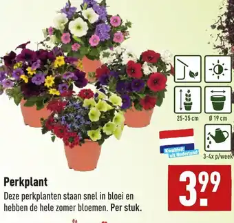 ALDI Perkplant aanbieding