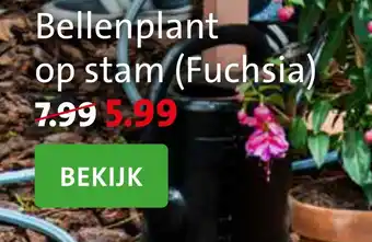 Intratuin Bellenplant op stam (Fuchsia) aanbieding