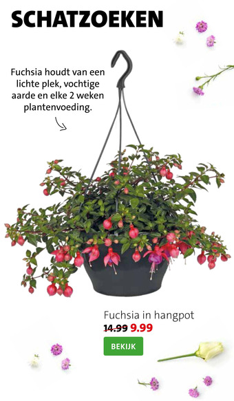 Intratuin Fuchsia in hangpot aanbieding