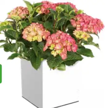 Intratuin Hortensia (Hydrangea macrophylla) aanbieding