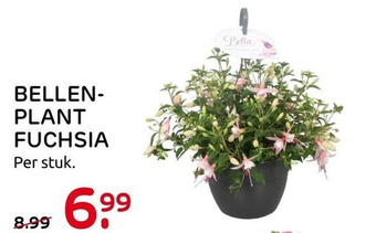 Praxis BELLENPLANT FUCHSIA aanbieding