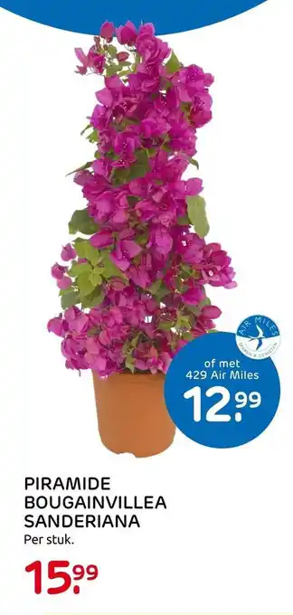 Praxis PIRAMIDE BOUGAINVILLEA SANDERIANA aanbieding