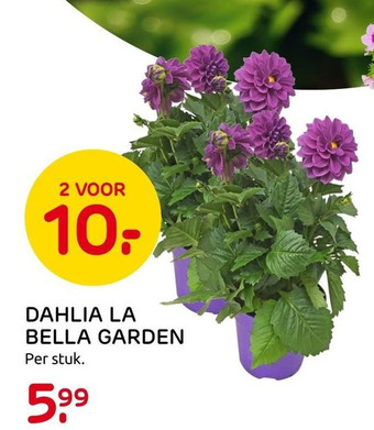 Praxis DAHLIA LA BELLA GARDEN aanbieding