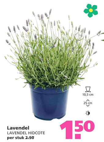 Ranzijn Lavendel aanbieding