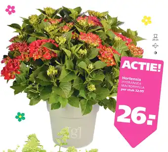 Ranzijn Hortensia aanbieding