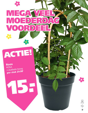 Ranzijn Roos aanbieding
