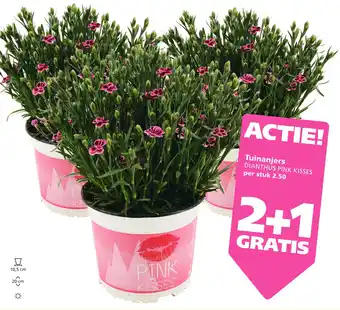 Ranzijn Tuinanjers aanbieding