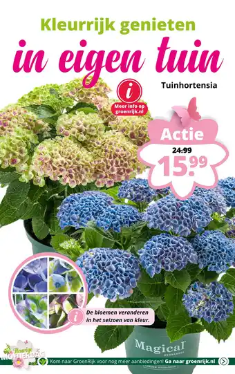 GroenRijk Tuinhortensia aanbieding