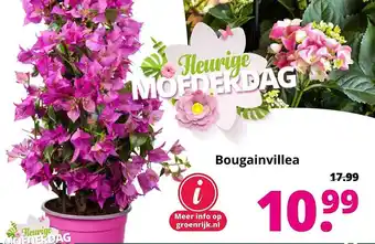 GroenRijk Bougainvillea aanbieding