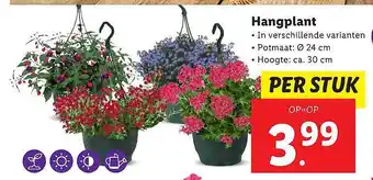 Lidl Hangplant aanbieding