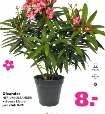 Ranzijn Oleander Nerium Oleander aanbieding