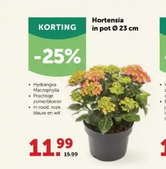 Aveve Hortensia in pot 23 cm aanbieding