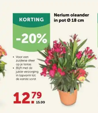 Aveve Nerium oleander in pot 18 cm aanbieding