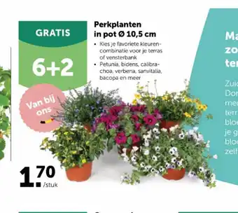 Aveve Perkplanten in pot 10,5 cm aanbieding