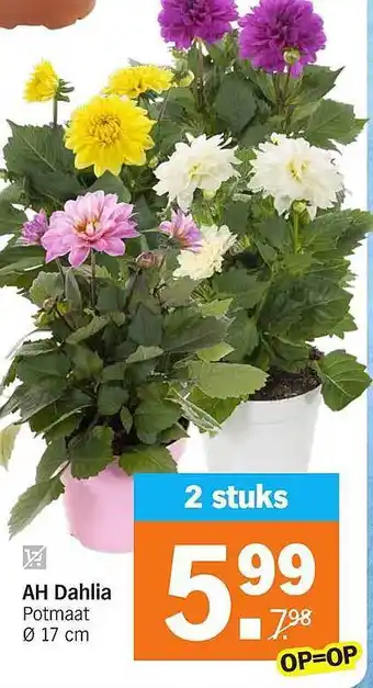 Albert Heijn AH Dahlia aanbieding