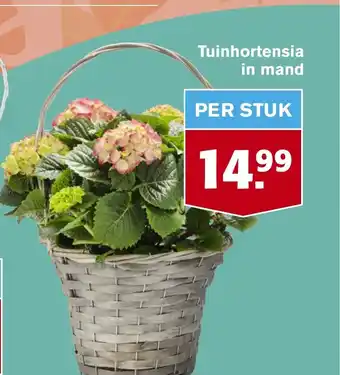 Hoogvliet Tuinhortensia in mand aanbieding