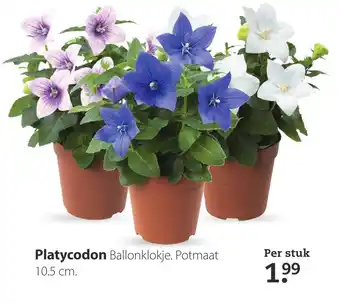 Boerenbond Platycodon aanbieding