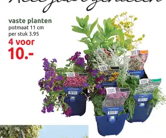 Deka Tuin Vaste planten 11 cm aanbieding