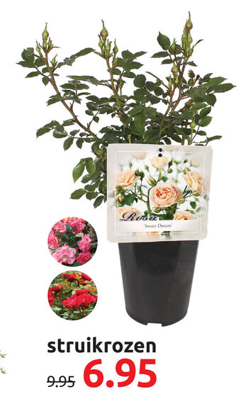 Deka Tuin Struikrozen aanbieding