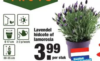 ALDI kwekers TROTS Lavendel Hidcote of Lamorosia aanbieding