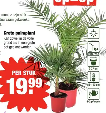 ALDI kwekers TROTS Grote Palmplant aanbieding