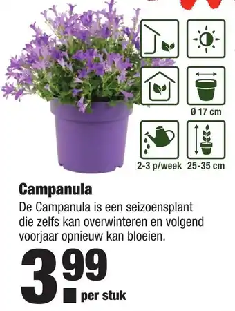 ALDI kwekers TROTS Campanula aanbieding