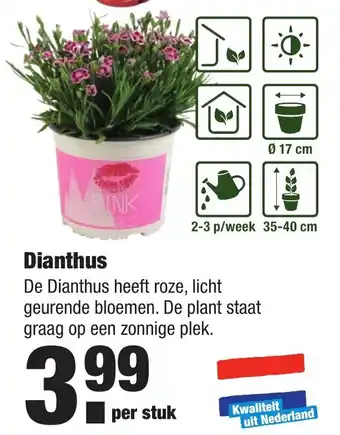 ALDI kwekers TROTS Dianthus aanbieding