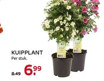 Praxis Kuipplant aanbieding