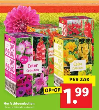 Lidl Herfstbloembollen aanbieding