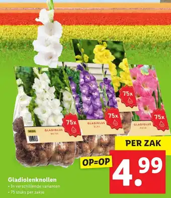 Lidl Gladiolenknollen 75 stuks aanbieding