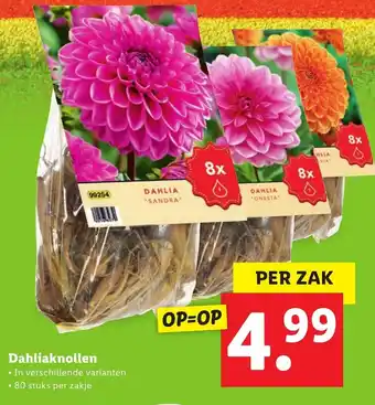 Lidl Dahliaknollen 80 stuks aanbieding
