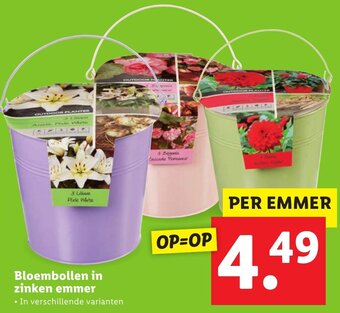 Lidl Bloembollen in zinken emmer aanbieding