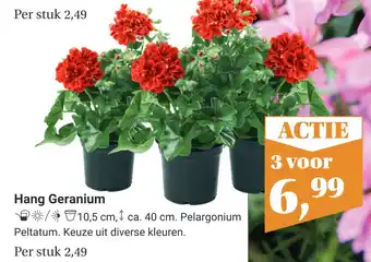 TuinWereld Hang Geranium aanbieding