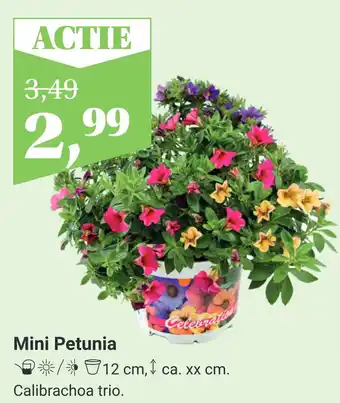 TuinWereld Mini Petunia aanbieding