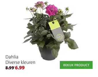 Intratuin Dahlia aanbieding