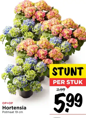 Vomar Voordeelmarkt Hortensia aanbieding