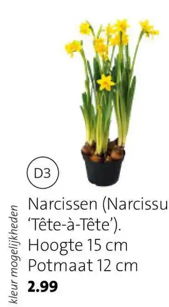 Intratuin Narcissen (Narcissu 'Tête-à-Tête') 15 cm potmaat 12 cm aanbieding