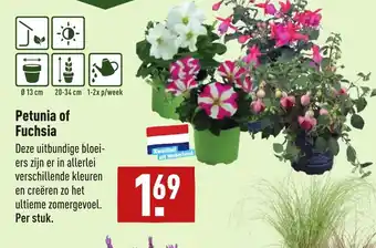 ALDI Petunia of fuchsia aanbieding