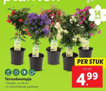 Lidl Terrasboompje 50cm aanbieding